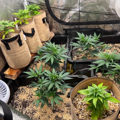 Froot Fuel/Granite Haze/GP/JW 65-75 days growlog timeline photo