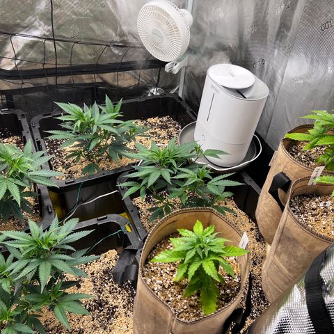 Froot Fuel/Granite Haze/GP/JW 65-75 days growlog timeline photo