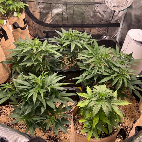 Tangie Blaze (Tangerine Dream X Super Silver Haze X Blueberry)  growlog timeline photo