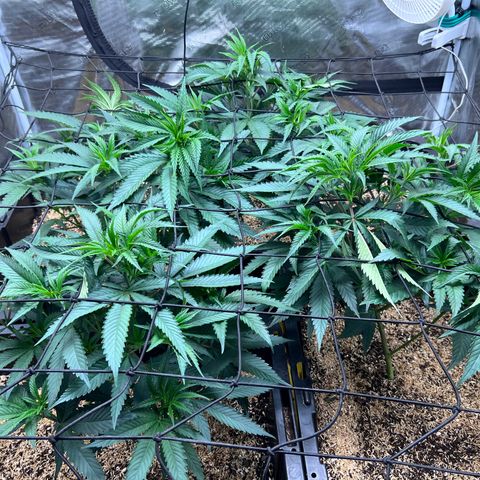 Tangie Blaze (Tangerine Dream X Super Silver Haze X Blueberry)  growlog timeline photo