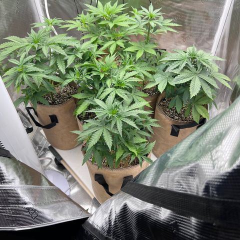 Froot Fuel/Granite Haze/GP/JW 65-75 days growlog timeline photo