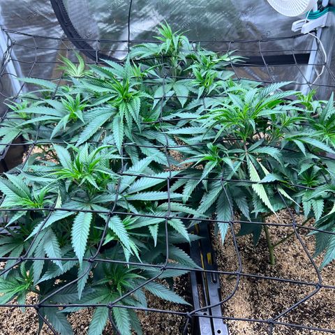 Tangie Blaze (Tangerine Dream X Super Silver Haze X Blueberry)  growlog timeline photo
