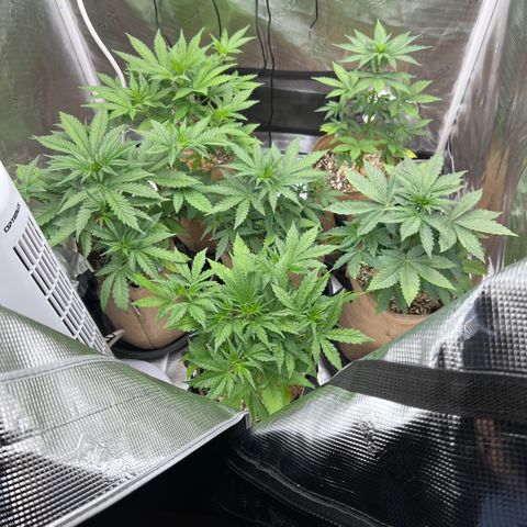 Froot Fuel/Granite Haze/GP/JW 65-75 days growlog timeline photo