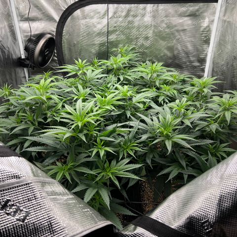 Tangie Blaze (Tangerine Dream X Super Silver Haze X Blueberry)  growlog timeline photo