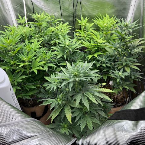 Froot Fuel/Granite Haze/GP/JW 65-75 days growlog timeline photo