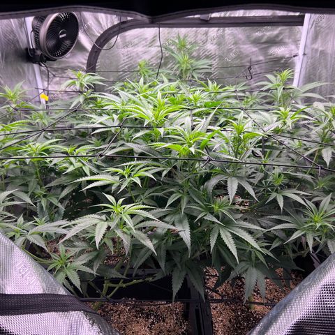 Tangie Blaze (Tangerine Dream X Super Silver Haze X Blueberry)  growlog timeline photo