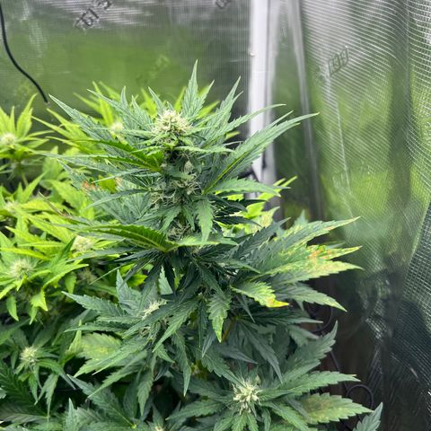 Froot Fuel/Granite Haze/GP/JW 65-75 days growlog timeline photo