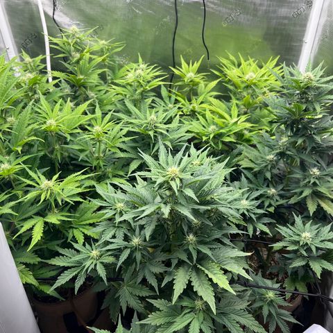 Froot Fuel/Granite Haze/GP/JW 65-75 days growlog timeline photo