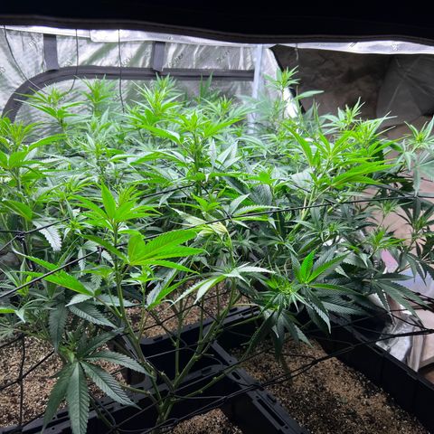 Tangie Blaze (Tangerine Dream X Super Silver Haze X Blueberry)  growlog timeline photo