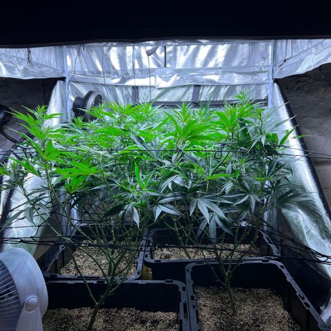 Tangie Blaze (Tangerine Dream X Super Silver Haze X Blueberry)  growlog timeline photo
