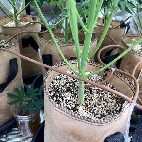 Froot Fuel/Granite Haze/GP/JW 65-75 days growlog photo: Auto watering system