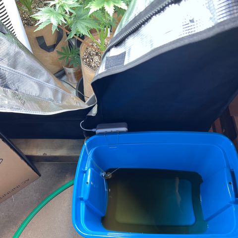 Froot Fuel/Granite Haze/GP/JW 65-75 days growlog photo: Auto watering system