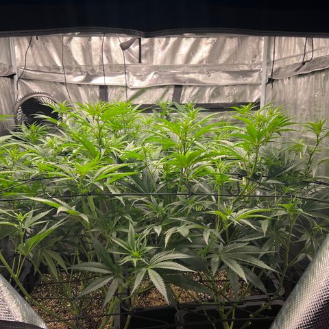 Tangie Blaze (Tangerine Dream X Super Silver Haze X Blueberry)  growlog timeline photo