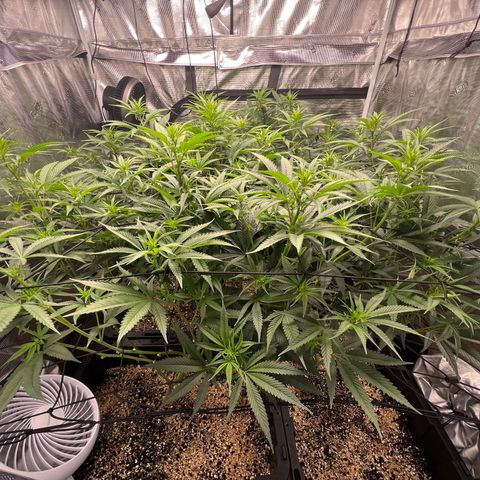 Tangie Blaze (Tangerine Dream X Super Silver Haze X Blueberry)  growlog timeline photo