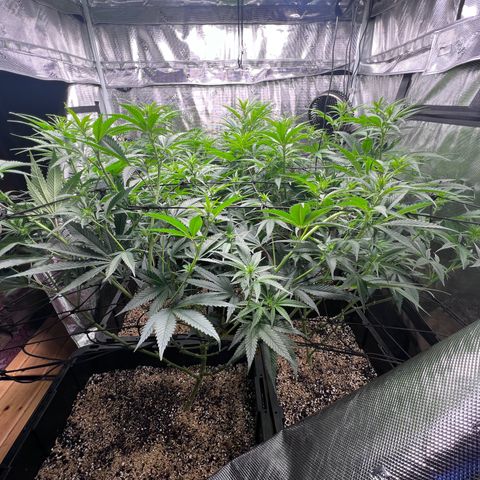 Tangie Blaze (Tangerine Dream X Super Silver Haze X Blueberry)  growlog timeline photo