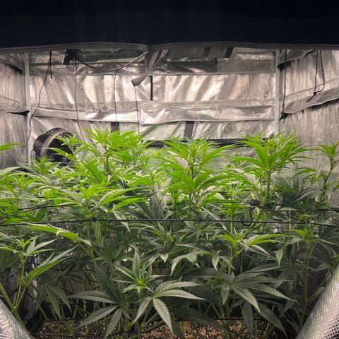 Tangie Blaze (Tangerine Dream X Super Silver Haze X Blueberry)  growlog timeline photo