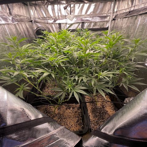 Tangie Blaze (Tangerine Dream X Super Silver Haze X Blueberry)  growlog timeline photo