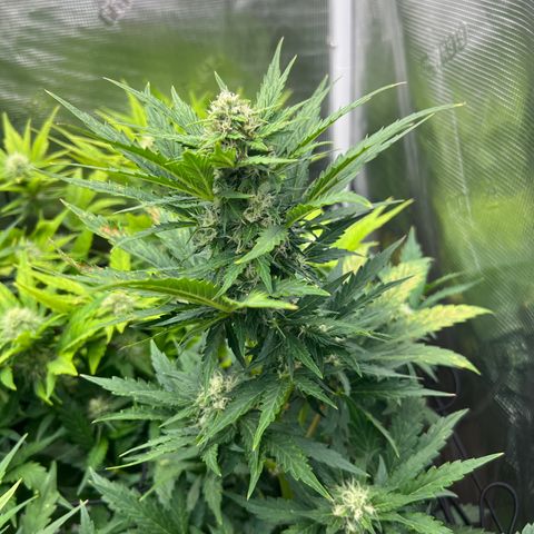 Froot Fuel/Granite Haze/GP/JW 65-75 days growlog photo: Granite Haze
