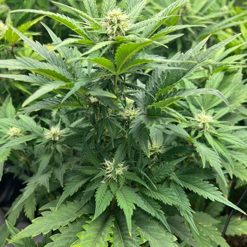 Froot Fuel/Granite Haze/GP/JW 65-75 days growlog timeline photo