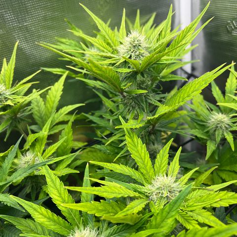 Froot Fuel/Granite Haze/GP/JW 65-75 days growlog timeline photo