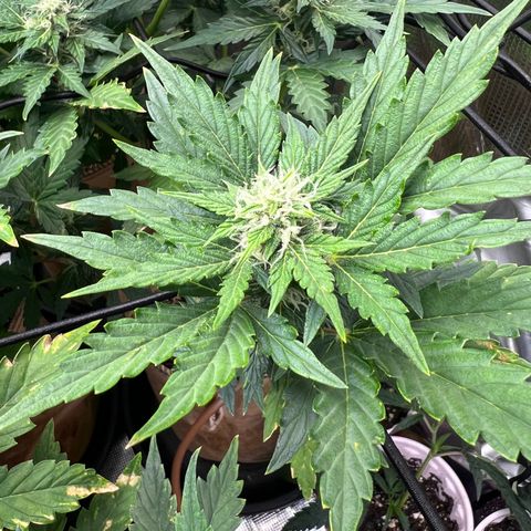Froot Fuel/Granite Haze/GP/JW 65-75 days growlog timeline photo