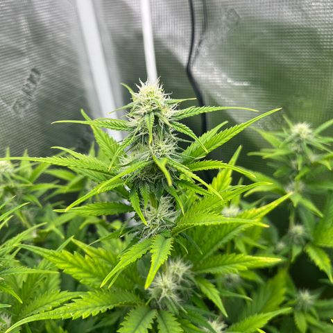 Froot Fuel/Granite Haze/GP/JW 65-75 days growlog timeline photo