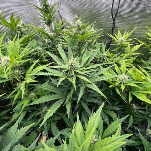 Froot Fuel/Granite Haze/GP/JW 65-75 days growlog timeline photo