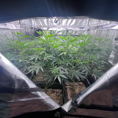 Tangie Blaze (Tangerine Dream X Super Silver Haze X Blueberry)  growlog timeline photo