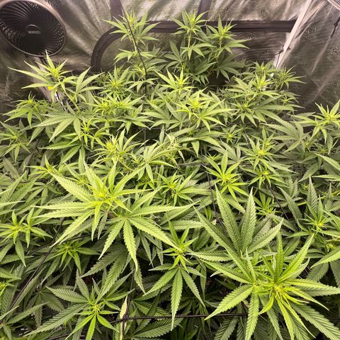 Tangie Blaze (Tangerine Dream X Super Silver Haze X Blueberry)  growlog timeline photo