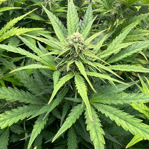 Froot Fuel/Granite Haze/GP/JW 65-75 days growlog timeline photo