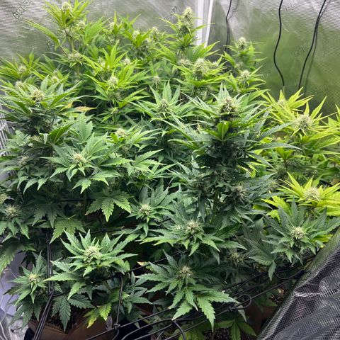Froot Fuel/Granite Haze/GP/JW 65-75 days growlog timeline photo