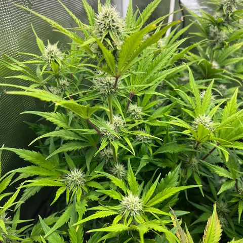 Froot Fuel/Granite Haze/GP/JW 65-75 days growlog timeline photo