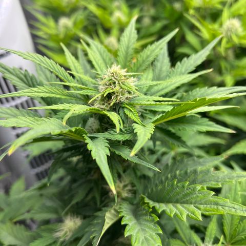 Froot Fuel/Granite Haze/GP/JW 65-75 days growlog timeline photo