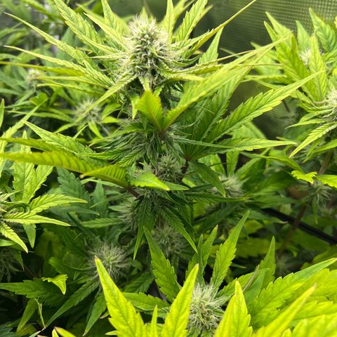 Froot Fuel/Granite Haze/GP/JW 65-75 days growlog timeline photo