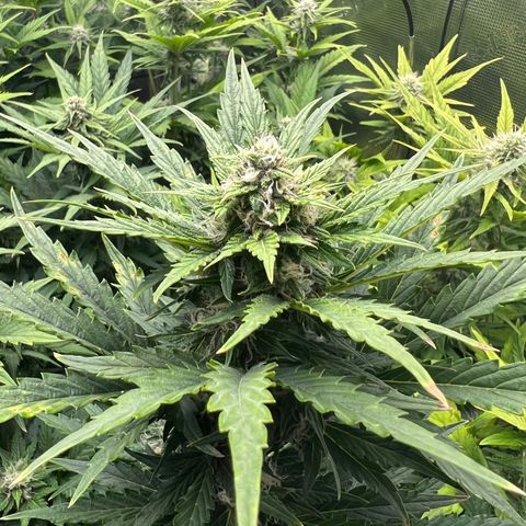 Froot Fuel/Granite Haze/GP/JW 65-75 days growlog timeline photo