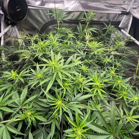 Tangie Blaze (Tangerine Dream X Super Silver Haze X Blueberry)  growlog photo: Tied some tops to the trellis