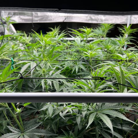 Tangie Blaze (Tangerine Dream X Super Silver Haze X Blueberry)  growlog photo: Tied some tops to the trellis