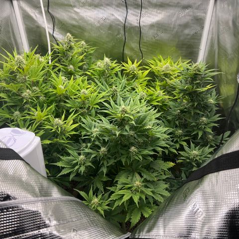 Froot Fuel/Granite Haze/GP/JW 65-75 days growlog timeline photo