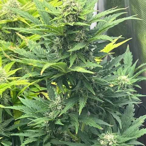 Froot Fuel/Granite Haze/GP/JW 65-75 days growlog timeline photo