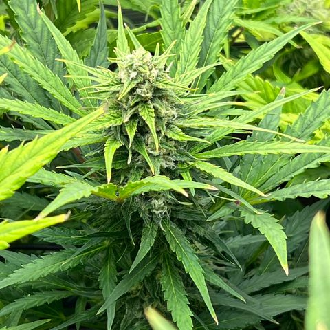 Froot Fuel/Granite Haze/GP/JW 65-75 days growlog timeline photo
