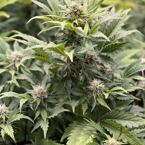 Froot Fuel/Granite Haze/GP/JW 65-75 days growlog timeline photo