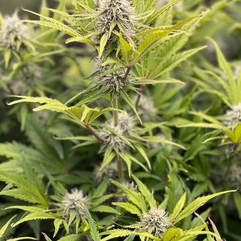Froot Fuel/Granite Haze/GP/JW 65-75 days growlog timeline photo