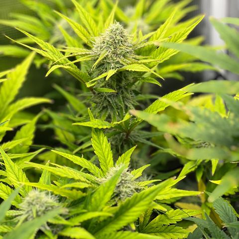 Froot Fuel/Granite Haze/GP/JW 65-75 days growlog timeline photo