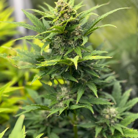 Froot Fuel/Granite Haze/GP/JW 65-75 days growlog timeline photo