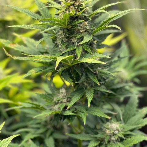 Froot Fuel/Granite Haze/GP/JW 65-75 days growlog timeline photo