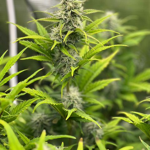Froot Fuel/Granite Haze/GP/JW 65-75 days growlog timeline photo