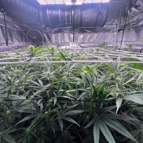 Tangie Blaze (Tangerine Dream X Super Silver Haze X Blueberry)  growlog timeline photo
