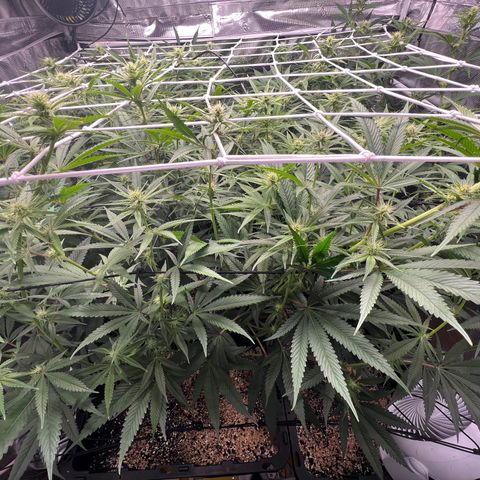 Tangie Blaze (Tangerine Dream X Super Silver Haze X Blueberry)  growlog timeline photo