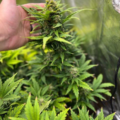 Froot Fuel/Granite Haze/GP/JW 65-75 days growlog timeline photo