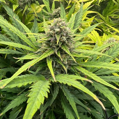 Froot Fuel/Granite Haze/GP/JW 65-75 days growlog timeline photo